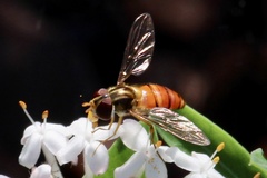 Episyrphus viridaureus