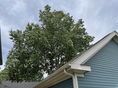 Populus × acuminata