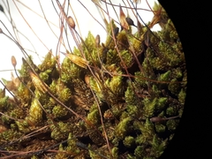 Macromitrium longipes