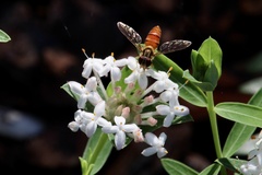 Episyrphus viridaureus