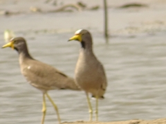 Vanellus senegallus