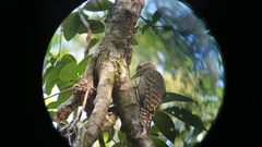 Dryobates spilogaster