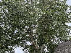 Populus × acuminata