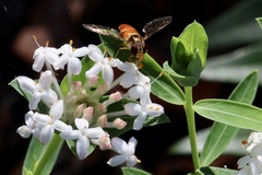 Episyrphus viridaureus
