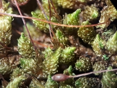 Macromitrium longipes