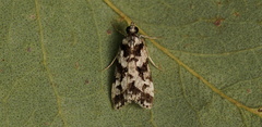 Eudonia aphrodes