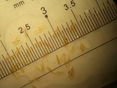 Macromitrium longipes