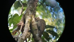 Dryobates spilogaster