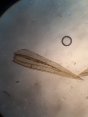 Macromitrium longipes