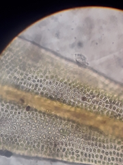 Macromitrium longipes