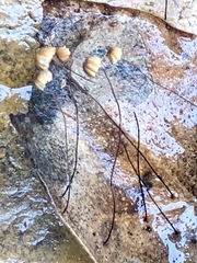 Collybiopsis quercophila