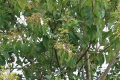 Heliocarpus