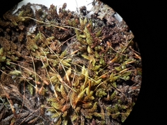 Macromitrium microstomum