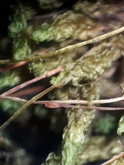 Macromitrium microstomum