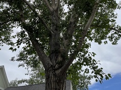 Populus × acuminata