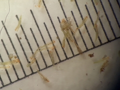 Macromitrium microstomum