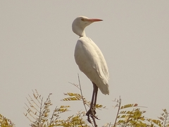 Bubulcus ibis