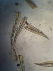 Macromitrium microstomum