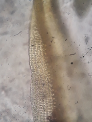 Macromitrium microstomum