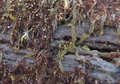 Odontoschisma denudatum