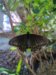 Battus polystictus