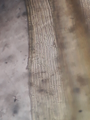 Macromitrium microstomum