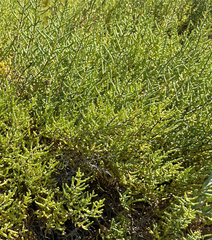 Allenrolfea occidentalis