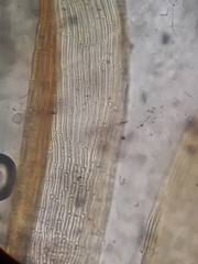 Macromitrium microstomum