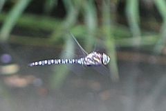 Aeshna palmata
