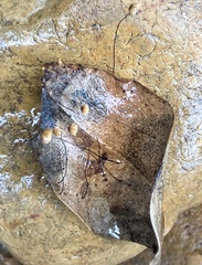 Collybiopsis quercophila