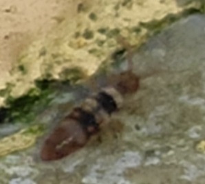 Entomobrya spectabilis