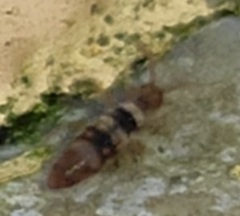 Entomobrya spectabilis