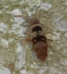 Entomobrya spectabilis