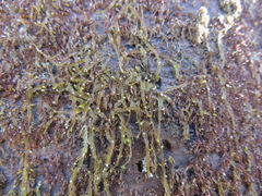 Odontoschisma denudatum