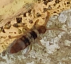 Entomobrya spectabilis