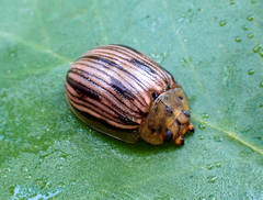Paropsisterna interlita