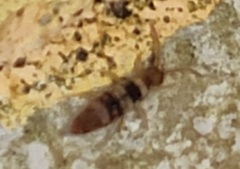 Entomobrya spectabilis