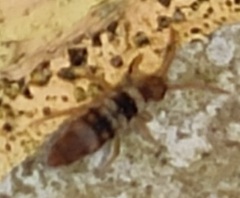 Entomobrya spectabilis