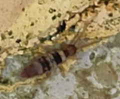 Entomobrya spectabilis