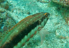 Serranus psittacinus