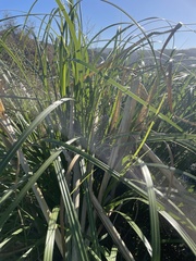 Phyllospadix scouleri