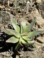 Dudleya abramsii setchellii