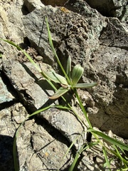 Dudleya abramsii setchellii