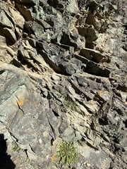 Dudleya abramsii setchellii