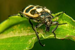 Astylus atromaculatus