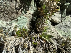 Dudleya abramsii setchellii