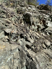 Dudleya abramsii setchellii