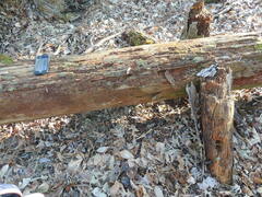 Odontoschisma denudatum