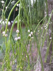 Rhipsalis teres
