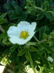 Drymocallis inquinans